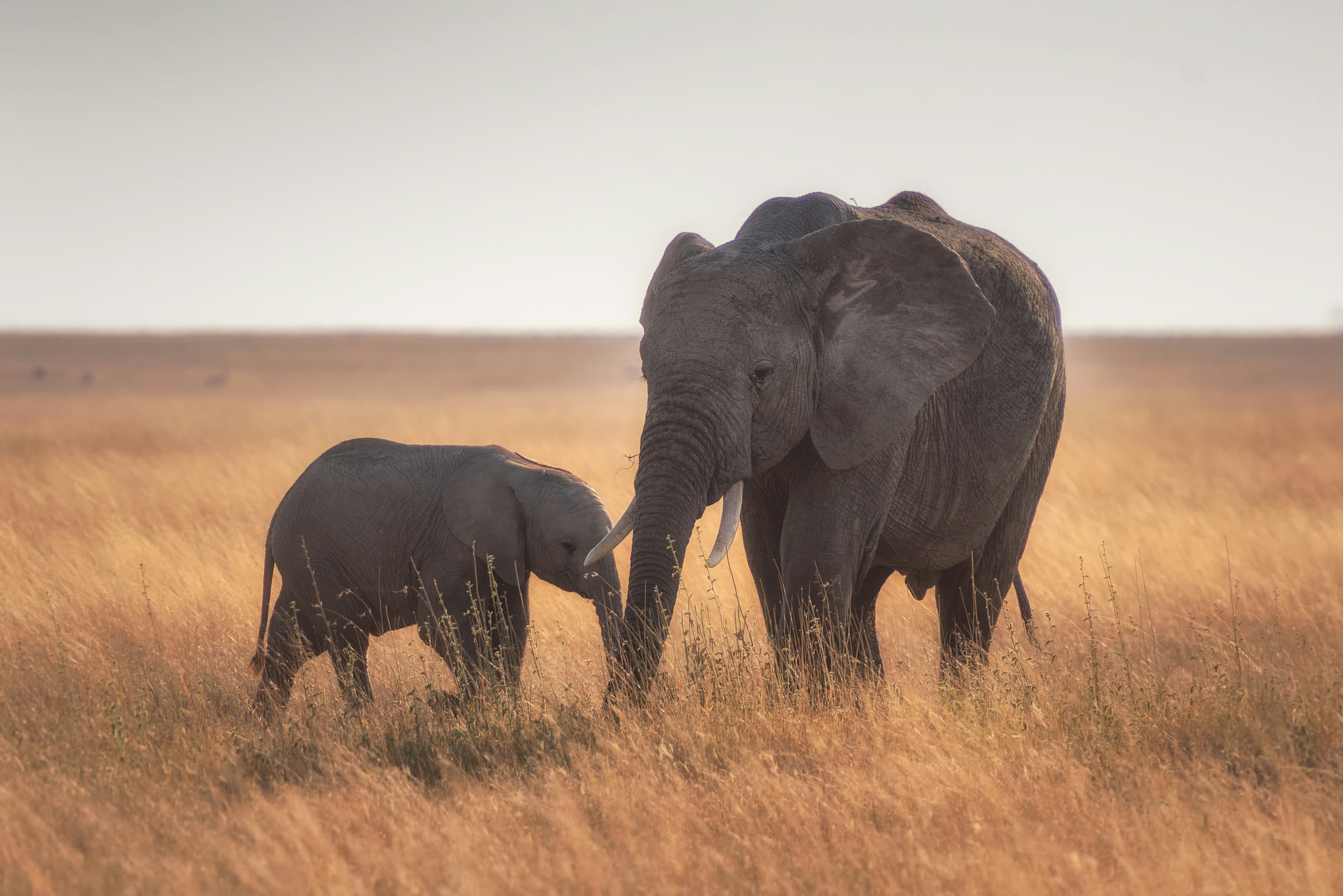 Tanzania