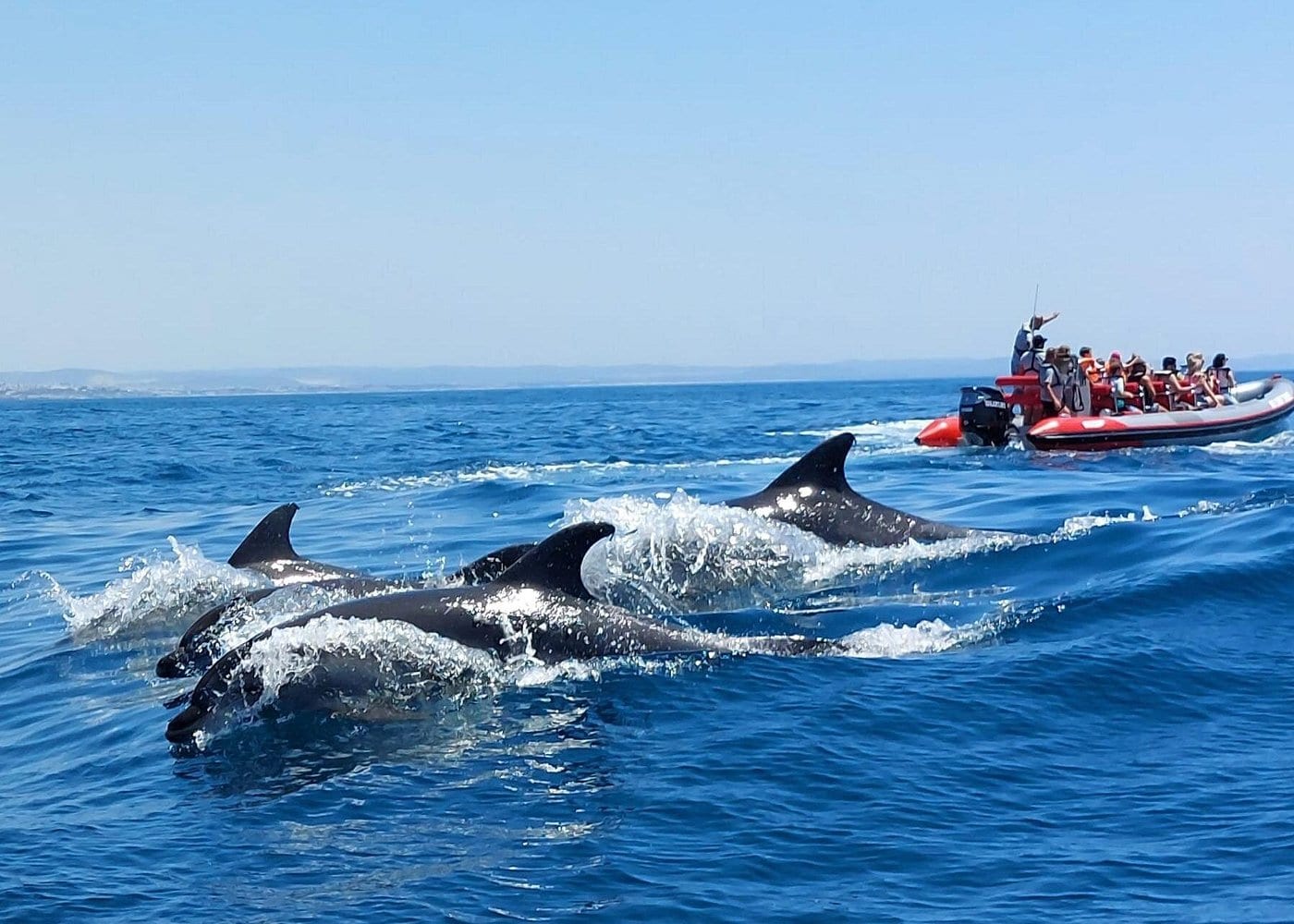 Dolphins Search and Benagil Caves from Albufeira